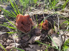 Gyromitra gigas