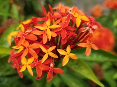 Ixora chinensis