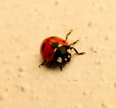 Coccinella nugatoria