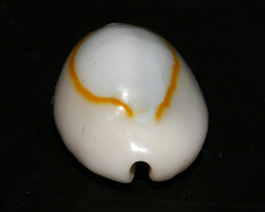 Monetaria annulus