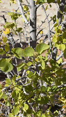 Fraxinus anomala