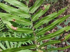 Menisciopsis penangiana