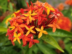 Ixora chinensis