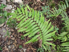 Menisciopsis penangiana