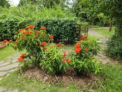 Ixora chinensis