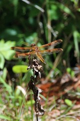 Libellula semifasciata