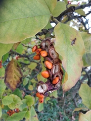 Magnolia × soulangeana