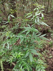 Zanthoxylum armatum