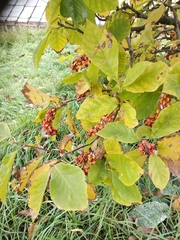 Magnolia × soulangeana