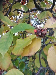 Magnolia × soulangeana