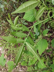 Zanthoxylum armatum
