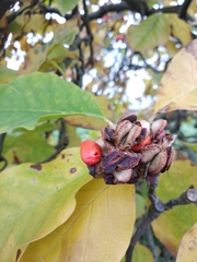 Magnolia × soulangeana