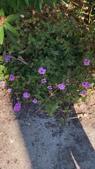 Lantana montevidensis