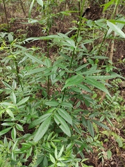 Zanthoxylum armatum