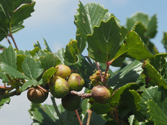 Rhoicissus tridentata
