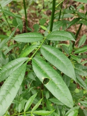Zanthoxylum armatum