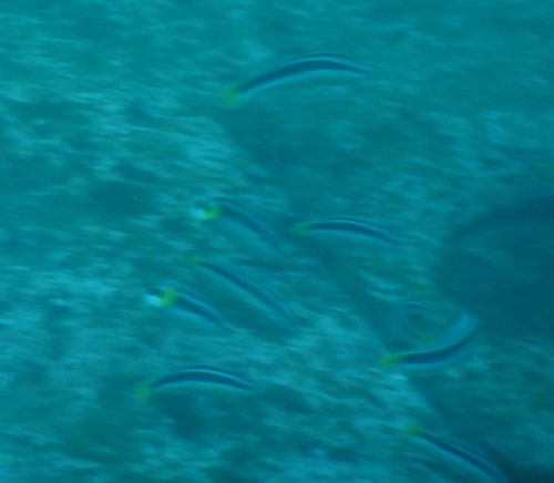 Coris picta