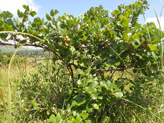 Rhoicissus tridentata