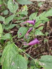 Strobilanthes dimorphotricha