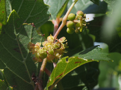 Rhoicissus tridentata