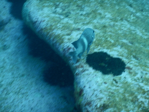 Parma unifasciata