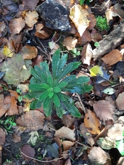 Euphorbia amygdaloides