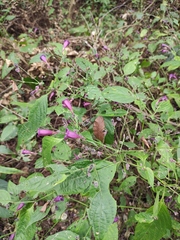Strobilanthes dimorphotricha