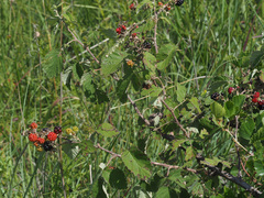Rubus rigidus