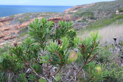 Protea lanceolata