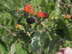 Rubus rigidus