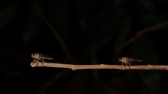 Ommatiini