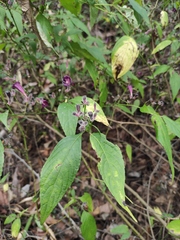 Strobilanthes dimorphotricha
