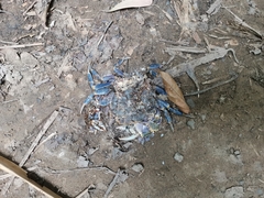 Demanietta khirikhan