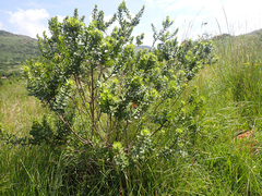 Psoralea polysticta