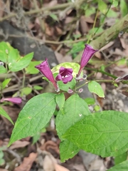 Strobilanthes dimorphotricha