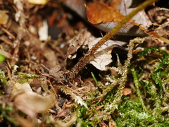 Dryopteris lepidopoda, photograph (c) Jacy Chen, some rights reserved (CC BY)