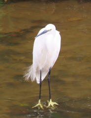 Egretta garzetta