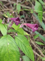 Strobilanthes dimorphotricha