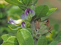 Psoralea polysticta