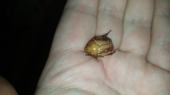 Anoplognathus concolor