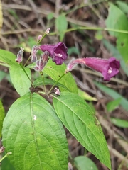 Strobilanthes dimorphotricha