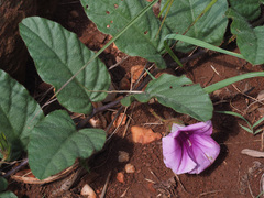 Ipomoea ommanneyi
