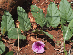 Ipomoea ommanneyi