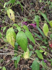 Strobilanthes dimorphotricha