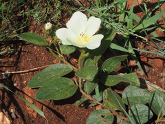 Hibiscus aethiopicus