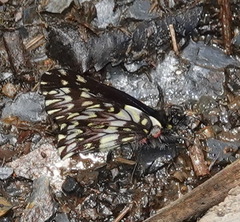 Catasticta pinava pinava