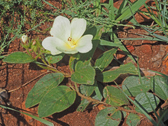 Hibiscus aethiopicus