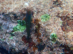 Ophioblennius macclurei