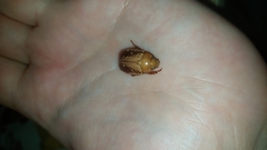 Anoplognathus concolor