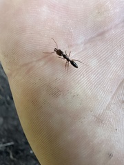 Odontomachus haematodus